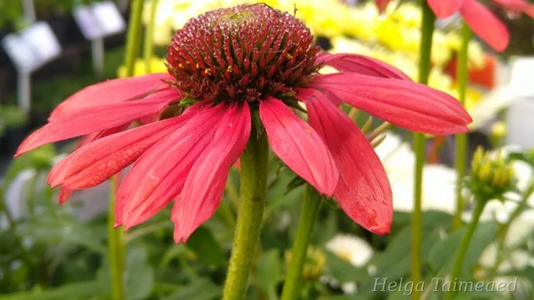 Echinacea 'Red Pearl'