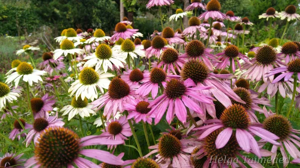 Echinacea purpurea Эхинацея пурпурная
