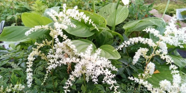 Astilbe simplicifolia 'White Sensation'