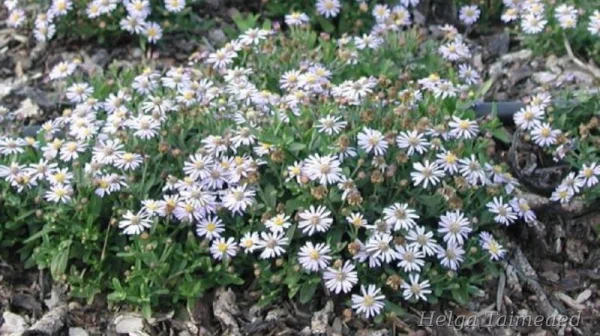 Aster ageratoides var adustus 'Nanus' Астра агератовидная