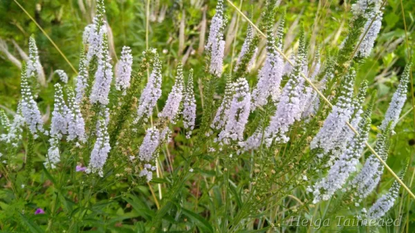 Veronica longifolia´Lila Karina`Вероника длиннолистная