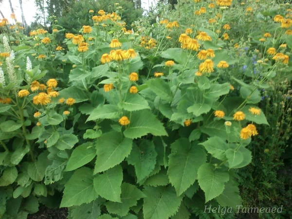 Telekia speciosa Телекия красивая