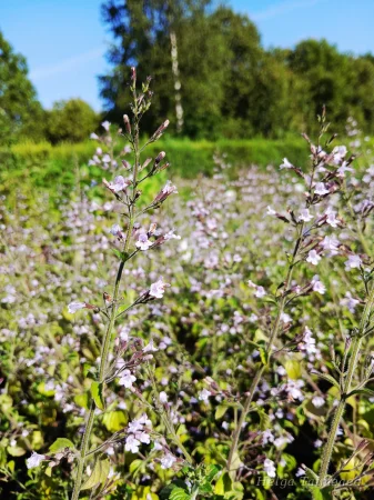Calamintha nepeta 'Blue Cloud'