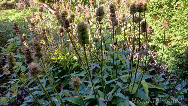 Stachys 'Rosea' Pähkämö