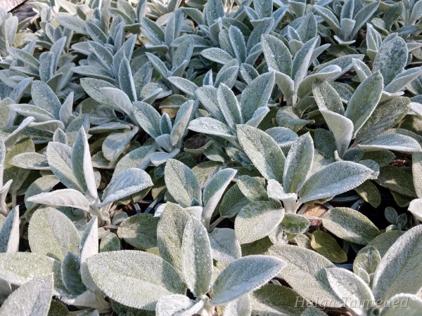 Stachys byzantina 'Silver Carpet' Чистец византийский