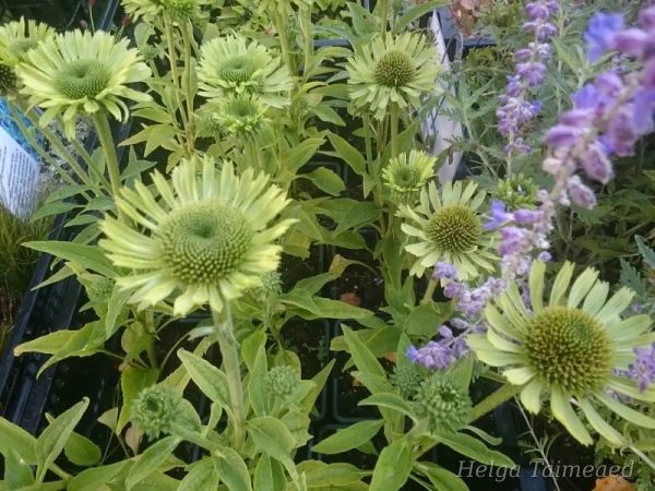 Echinacea ' Real Green'