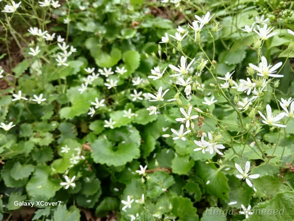 Saxifraga rotundifolia Камнеломка круглолистная