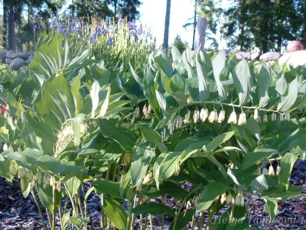 Polygonatum x hybridum Купена многоцветковая