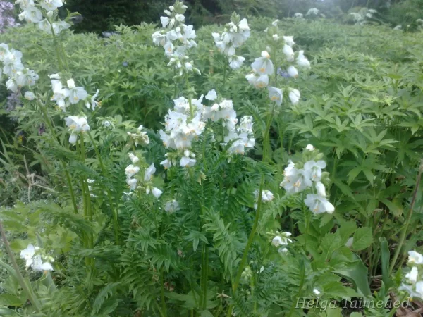 Polemonium caeruleum  L. f. alba Синюха голубая