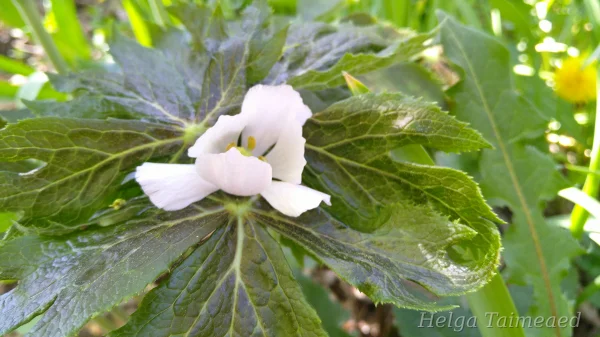 Podophyllum hexandrum Himalajanjalkalehti