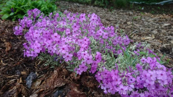 Phlox x procumbens  'Variegata'