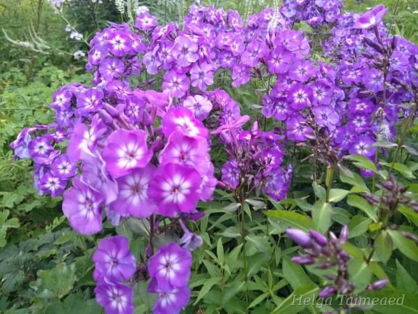 Phlox paniculata 'Adessa Special Purple Star' Флокс метельчатый
