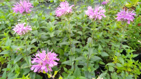 Monarda fistulosa Монарда трубчатая