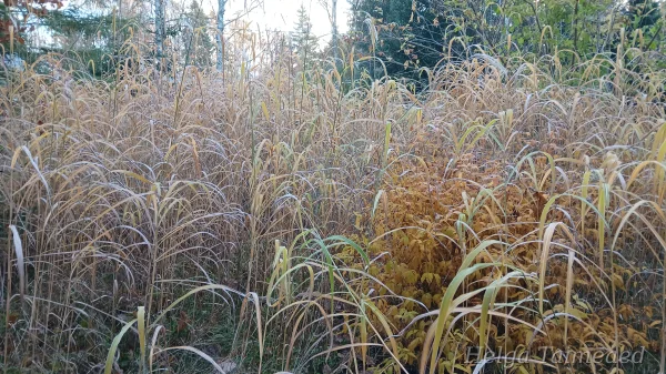 Веерник сахароцветковый Miscanthus sacchariflorus