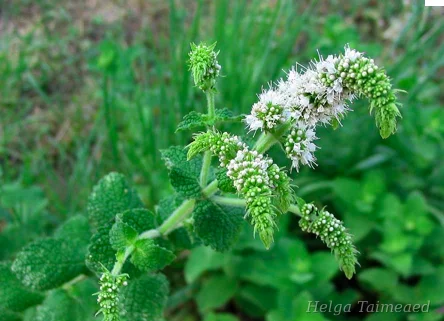 Mentha suaveolens Мята колосистая