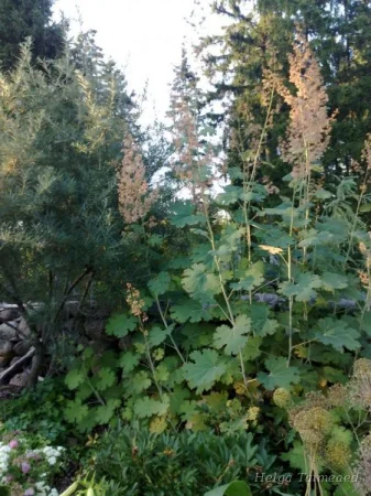 Macleaya cordata Маклея сердцевидная