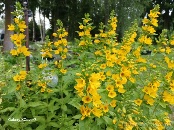 Lysimachia punctata  Вербейник точечный