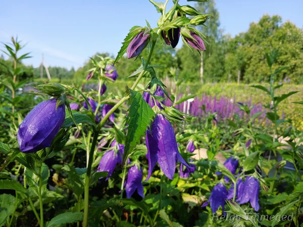 Campanula punctata 'Kent Belle'