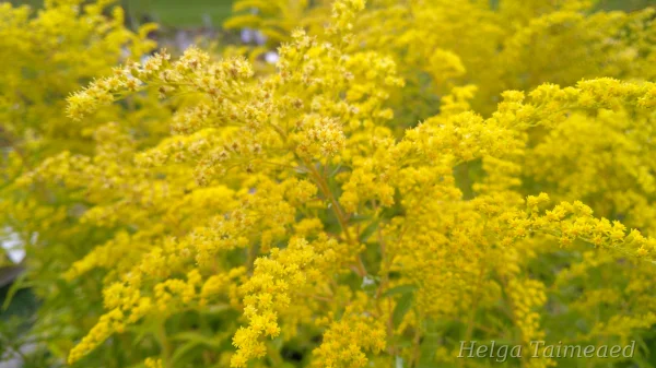 Solidago rugosa 'Loysder Crown'
