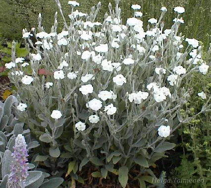 Lychnis coronaria 'Alba' Горицвет кожистый