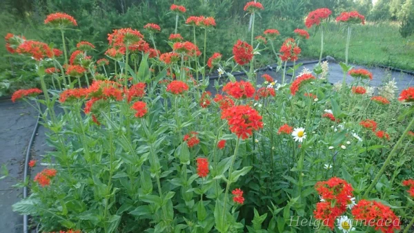 Lychnis chalcedonica Горицвет халкедонский