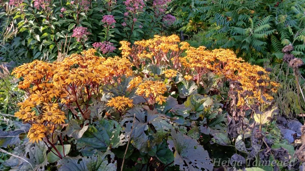 Ligularia dentata ´Othello´ Бузульник зубчатый