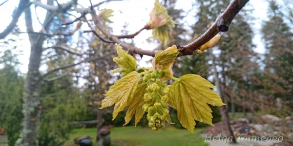 Acer pseudoplatanus 'Leopoldii'