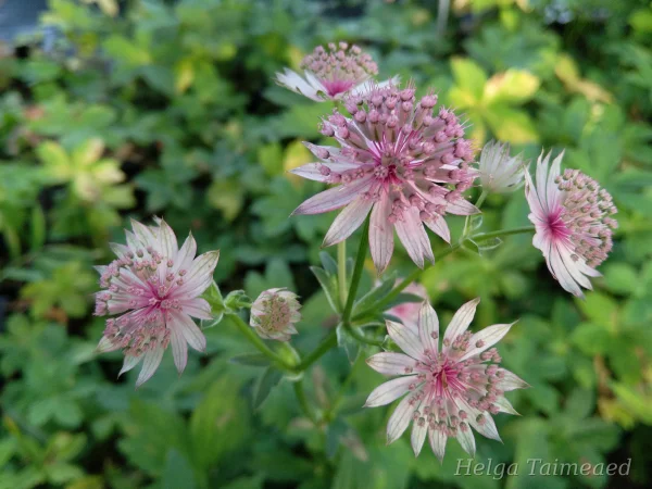 Astrantia major  ́Roma ́ ®