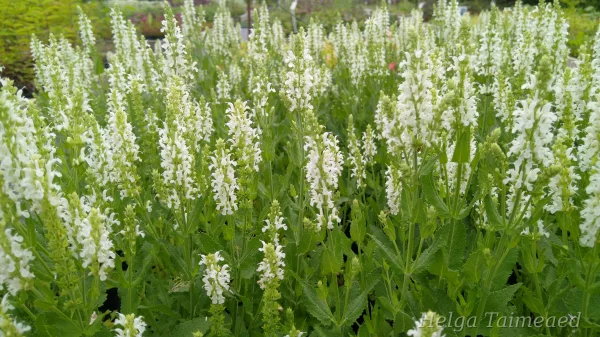 Salvia nemorosa 'Adrian' (‘Schneehügel’) Шалфей дубравный