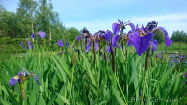 Iris setosa