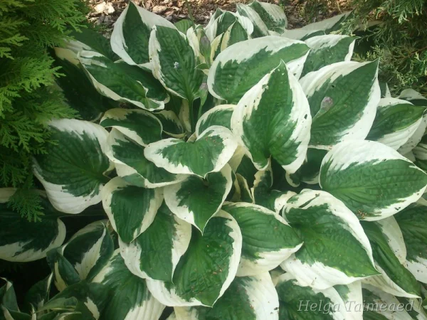 Hosta 'Patriot'