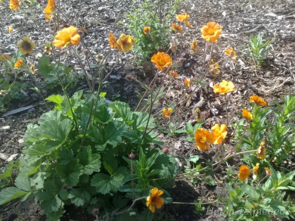 Geum borissii Tulikellukka