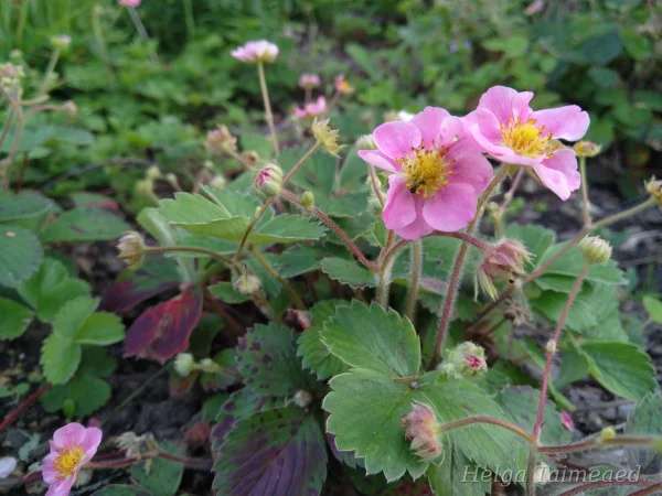 Fragaria vesca 'Rosea'