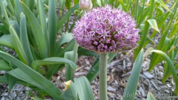 Allium 'Party Balloons'