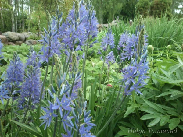 Camassia leichtlinii subsp. suksdorfii Камассия Лейхтнили