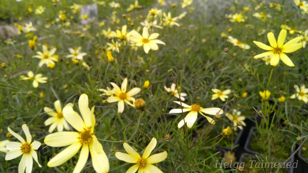 Coreopsis verticillata 'Moonbeam'