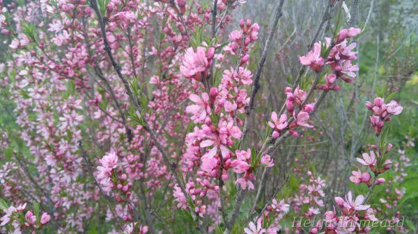 Prunus tenella Степной миндаль
