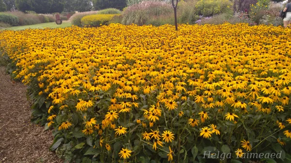 Rudbeckia  fulgida 'Goldsturm' Рудбекия блестящая