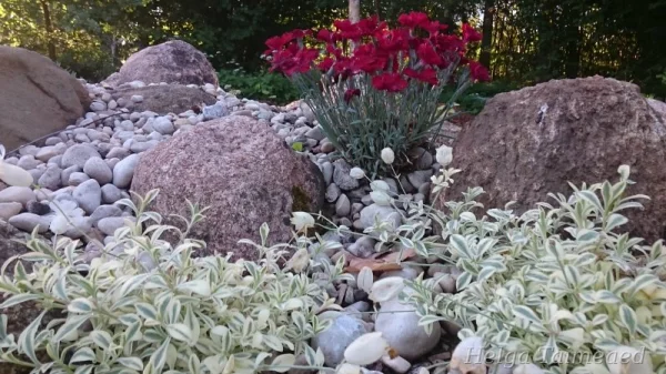 Silene uniflora 'Druitt's Variegated'  Смолевка одноцветковая