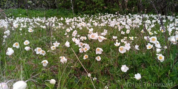 Anemone sylvestris Ветреница лесная