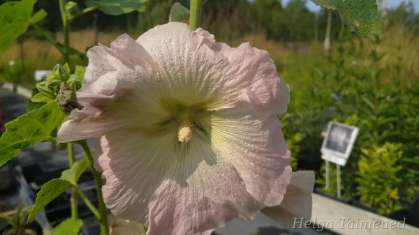 Alcea rosea Шток-роза