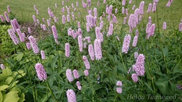 Bistorta officinalis 'Superba' Горец змеиный