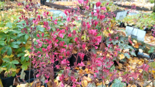 Heuchera x hybrida 'Rex Peppermint'