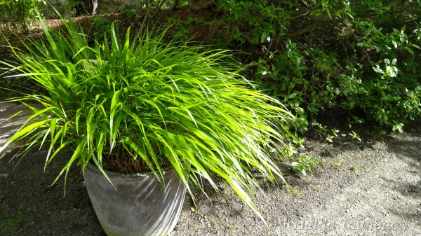 Hakonechloa macra 'Beny Kaze'