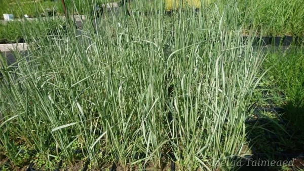 Calamagrostis x acutiflora 'Overdam' Вейник остроцветковый