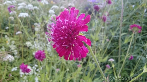 Knautia macedonica Makedoonia äiatar