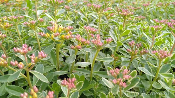 Sedum kamtschaticum ´Variegatum´Очиток камчатский