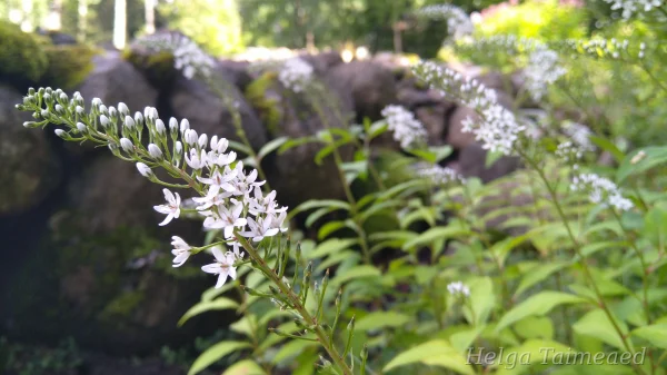 Lysimachia clethroides Вербейник ландышный