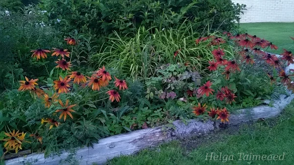 Rudbeckia hirta Black-eyed Susan