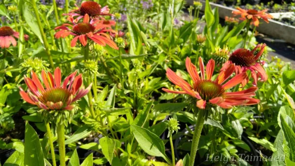Echinacea 'Julia' Эхинацея